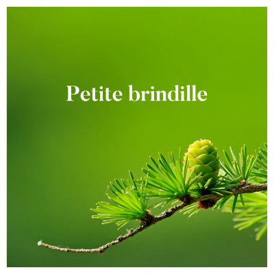 Petite brindille